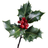 Christmas Holly - Pflanzen - 