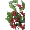 Christmas Holly - Plants - 