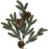 Christmas Pine Branch - Ilustracje - 
