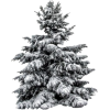 Christmas Tree - Pflanzen - 