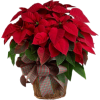 Christmas - 植物 - 
