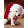 Christmas - Animals - 