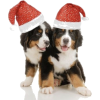 Christmas - Animais - 