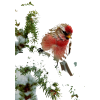Christmas bird - Zwierzęta - 