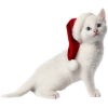 Christmas cat - Articoli - 