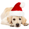 Christmas dog - 小物 - 