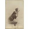 Circa 1900s collie photo German - Tiere - 