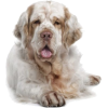 Clumber Spaniel - Tiere - 