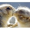 animals in love - My photos - 
