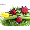 Ladybird - Illustrations - 