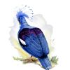 Bird - Rascunhos - 