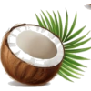 Coconut - Rascunhos - 