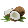 Coconut - Ilustracje - 