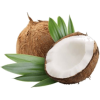 Coconut - Illustrations - 