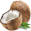 Coconut - Ilustracje - 