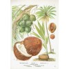 Coconut botanical print - Ilustracije - 