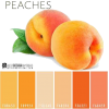 Color Palette Shades Peach - Иллюстрации - 
