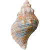 Conch shell - Natural - 