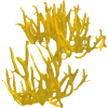 Coral - Niwi - Nature - 