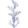 Coral - Illustrations - 