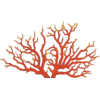Coral - Items - 