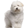 Coton De Tulear dog - Tiere - 