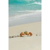 Crab on the beach - Zwierzęta - 