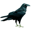 Crow - Животные - 