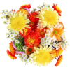 Cveće - Piante - 