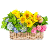 Cvijeće - Pflanzen - 