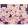Cvijeće - Biljke - 