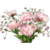 Flowers Pink Plants - Biljke - 