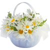 Flowers White Plants - Plantas - 