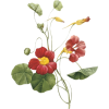Flower Red Plants - Растения - 