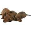 Dachshund Puppies - Animais - 
