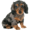 Dachshund Puppy - Animals - 