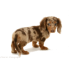 Dachshund pup - Animais - 