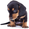 Dachshund puppy - 动物 - 