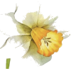 Daffodils - Ilustracje - 