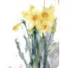 Daffodils - Illustraciones - 