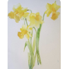 Daffodils - Ilustracje - 