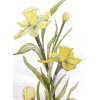 Daffodils - Ilustrationen - 