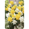 Daffodils - Natural - 