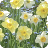 Daffodils - Priroda - 