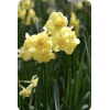 Daffodils - Natur - 