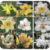 Daffodils - Plants - 