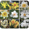 Daffodils - 植物 - 