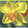 Daffodils - Biljke - 
