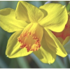 Daffodils - Plants - 