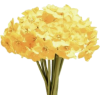 Daffodils - Rośliny - 